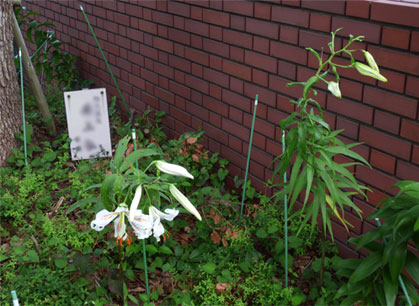 正門脇花壇のユリ