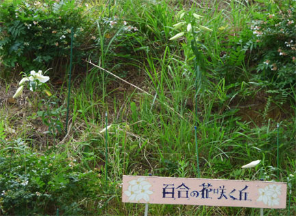 百合の花咲く丘の様子