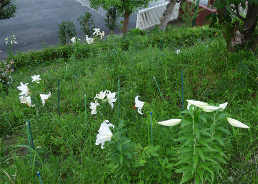 手前の蕾もすぐに開きそう