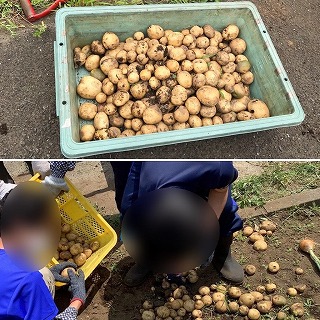 高西作業学習農園芸班ジャガイモ