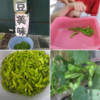 通学部枝豆の収穫後の作業