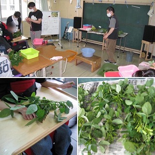 中学部枝豆の収穫