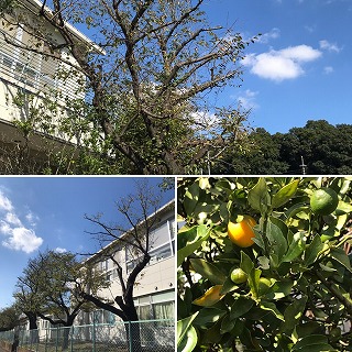 座間養護の北光桜の木と金柑の黄色