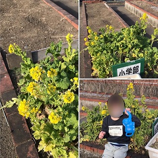 小学部の畑菜の花の満開水やり