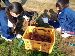 さつまいも掘り2