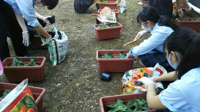 ひまわり植え付けの様子