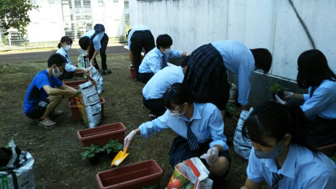 ひまわり植え付けの様子