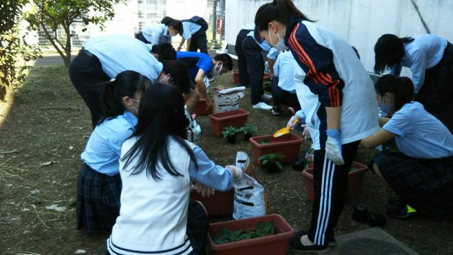 ひまわり植え付けの様子