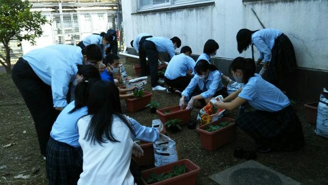 ひまわり植え付けの様子