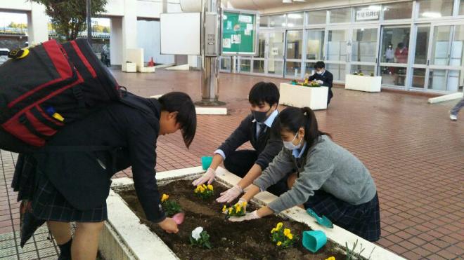 パンジー植え付け1